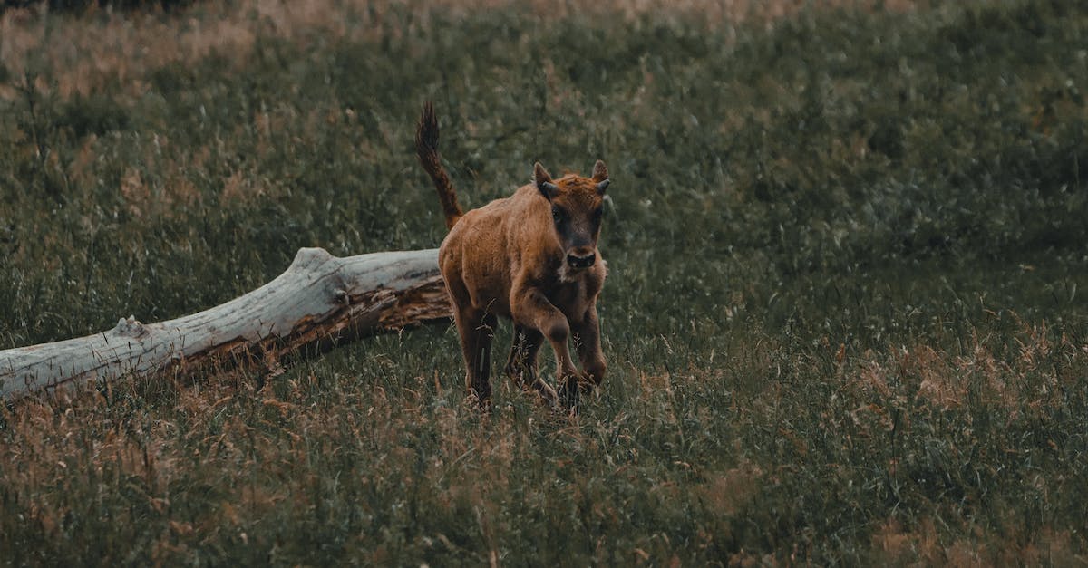 100% stage completion in a single run - Brown calf running on grassy meadow 100% stage completion in a single run - Brown calf running on grassy meadow