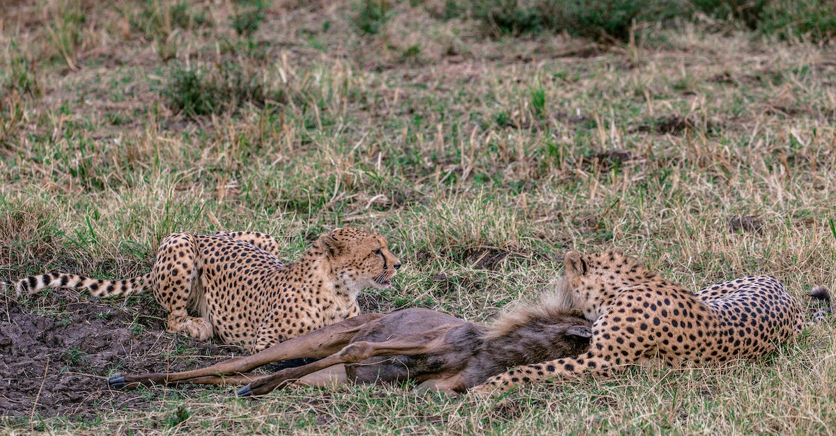 1st kill Malthael - Dangerous cheetahs with prey on grass