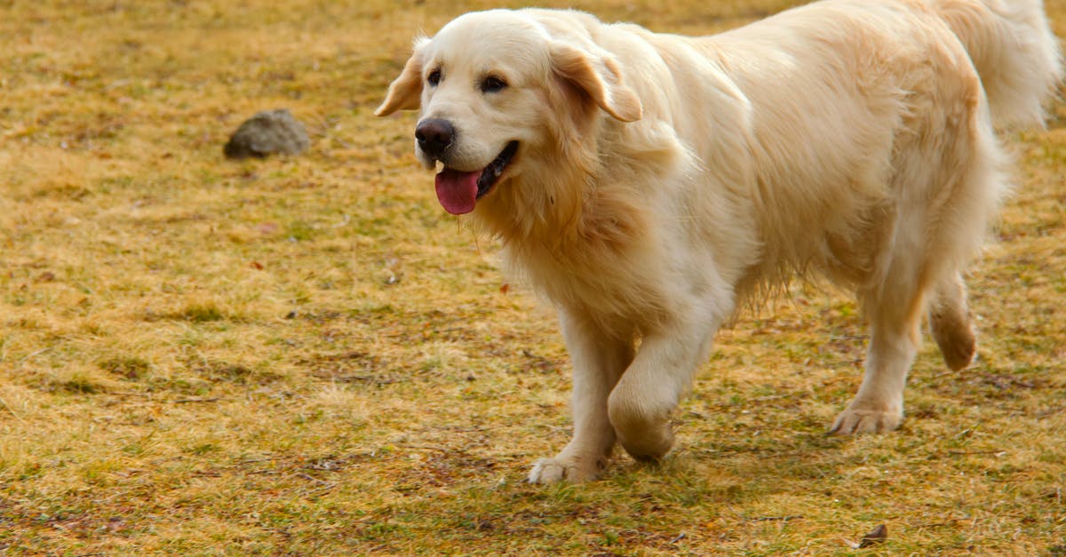 'Unable to load manifest file' when running Portal 2 - Golden Retriever Puppy Running on Brown Grass Field 'Unable to load manifest file' when running Portal 2 - Golden Retriever Puppy Running on Brown Grass Field