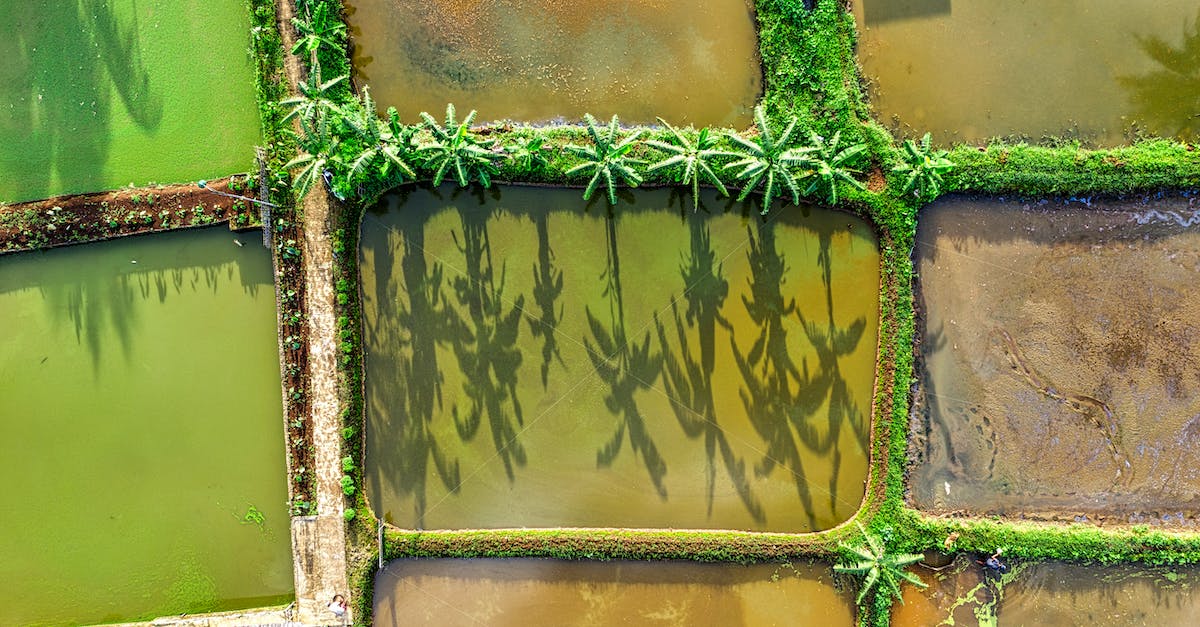 3 PS4's in the house with 3 separate psn plus accounts - Drone view of various wet agricultural rice fields with shadow of exotic plants on surface growing in suburb area with sunlight 3 PS4's in the house with 3 separate psn plus accounts - Drone view of various wet agricultural rice fields with shadow of exotic plants on surface growing in suburb area with sunlight