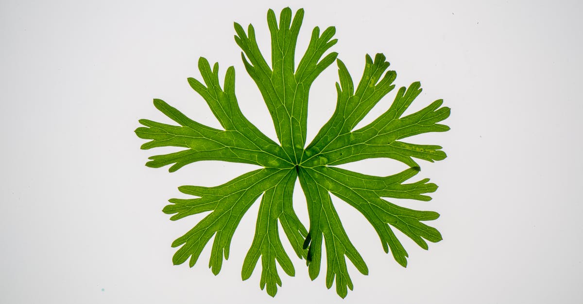 8 Bit Mirror's Edge - Top view of palmate leaf of Carolina crane s bill annual plant with curvy edges against white background