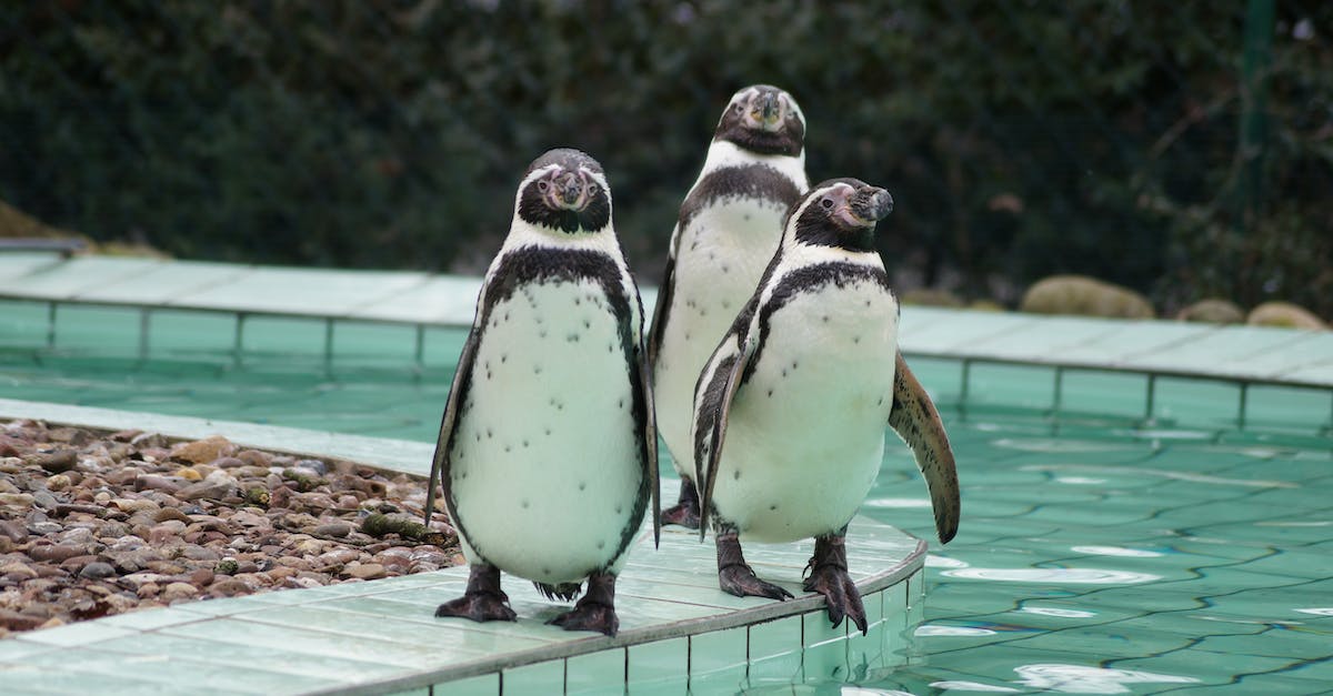 8 Bit Mirror's Edge - Black and White Penguins on Brown Concrete Floor