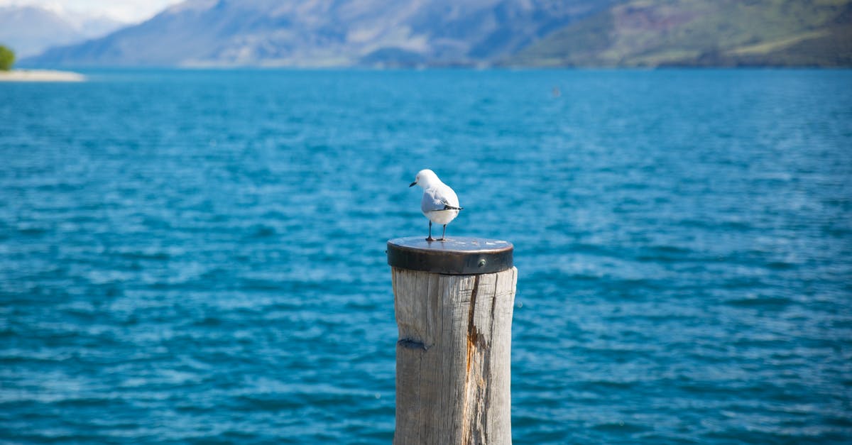 A Game with giant blue bird (Pterodactyl) and wooden factory of robot parts [closed] - Depth of Field Photography of White Gull on Top of Brown Wooden Pole in Front of Body of Water