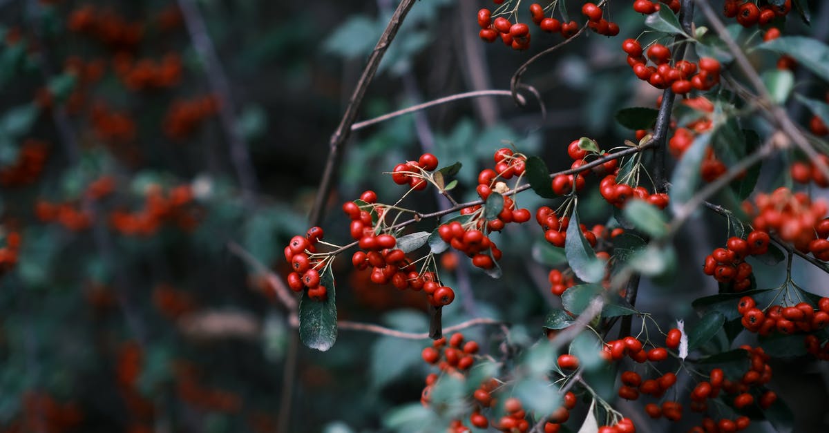 A large place to plant some berries - Close-up of Rowanberries on Branches A large place to plant some berries - Close-up of Rowanberries on Branches