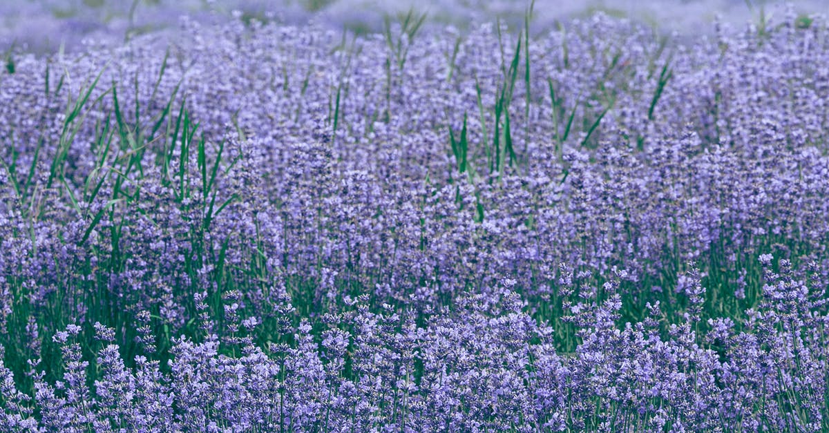 A large place to plant some berries - Lavender field with blooming violet flowers A large place to plant some berries - Lavender field with blooming violet flowers