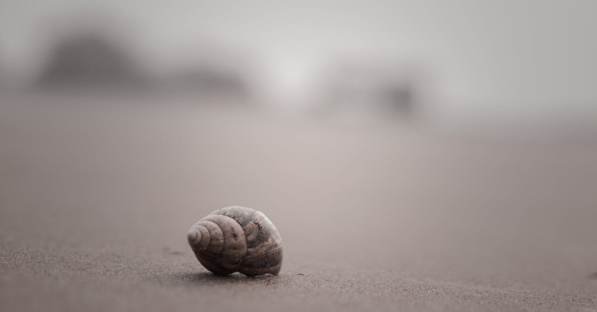 Abilities that slow interaction with oppressor - Brown and White Seashell on Brown Sand