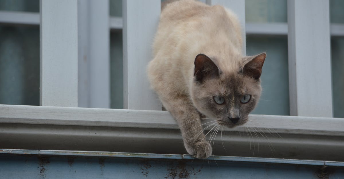 Absent window in CS 1.6 [closed] - Gato