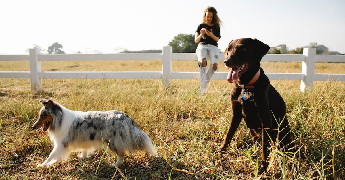 Accessing biome-specific grass tints w/out use of external programs? - Collie and Labrador against woman chatting on smartphone in countryside