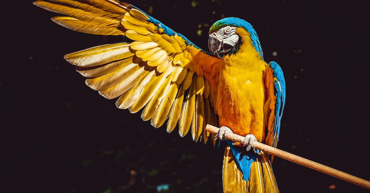 Accessing Plague Wing of Naxxramas - Photo of Yellow and Blue Macaw With One Wing Open Perched on a Wooden Stick Accessing Plague Wing of Naxxramas - Photo of Yellow and Blue Macaw With One Wing Open Perched on a Wooden Stick