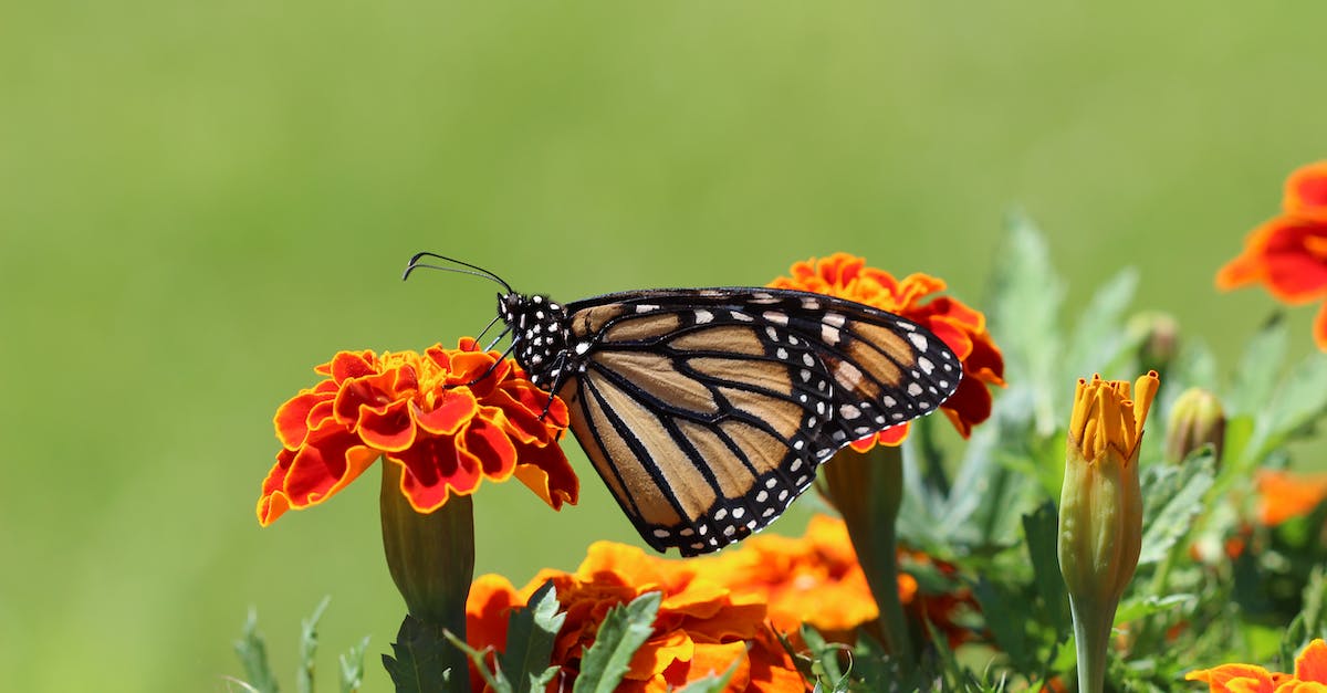 Accessing Plague Wing of Naxxramas - Selective Focus Photography Of Monarch Butterfly Perched On Marigold Flower Accessing Plague Wing of Naxxramas - Selective Focus Photography Of Monarch Butterfly Perched On Marigold Flower