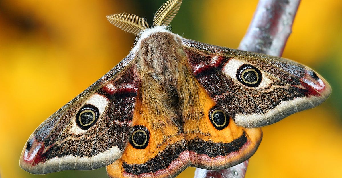 Accessing Plague Wing of Naxxramas - Close-Up Shot of a Butterfly Accessing Plague Wing of Naxxramas - Close-Up Shot of a Butterfly