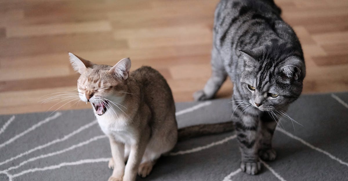 Accuracy of pets - Brown Tabby Cat on Black and White Area Rug Accuracy of pets - Brown Tabby Cat on Black and White Area Rug