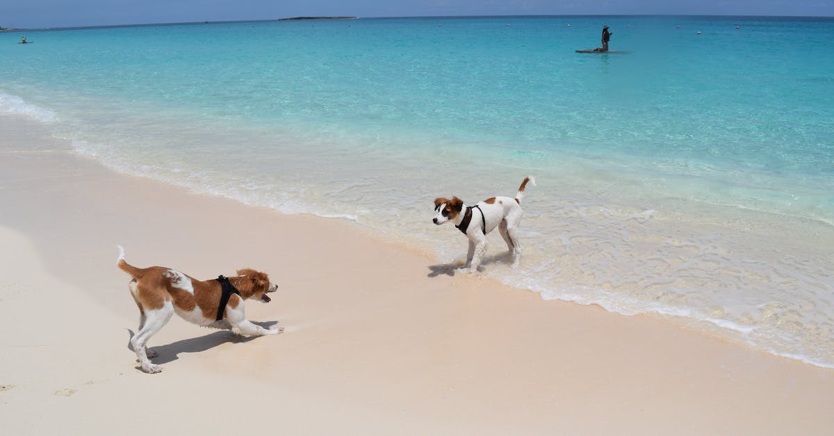 Accuracy of pets - Dog face off on Cabbage Beach, Bahamas with paddle boarder Accuracy of pets - Dog face off on Cabbage Beach, Bahamas with paddle boarder