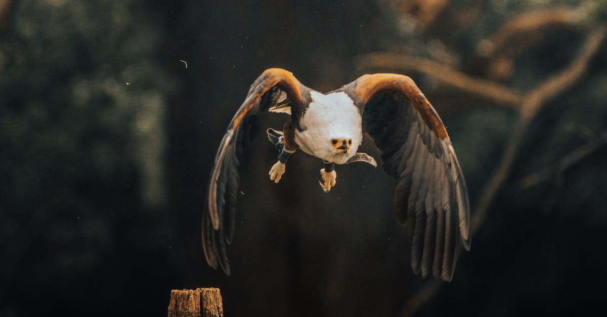 Add multiple commands to a single command block, and alternate with +/- redstone power [duplicate] - Bald eagle flying in countryside