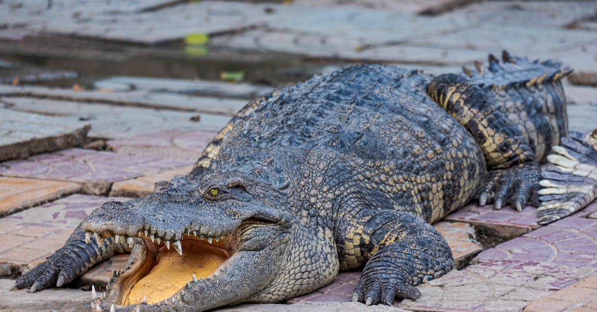 Add multiple commands to a single command block, and alternate with +/- redstone power [duplicate] - Long dangerous crocodile with open mouth and rugged scales on body crawling on stony surface near calm pond in zoological area