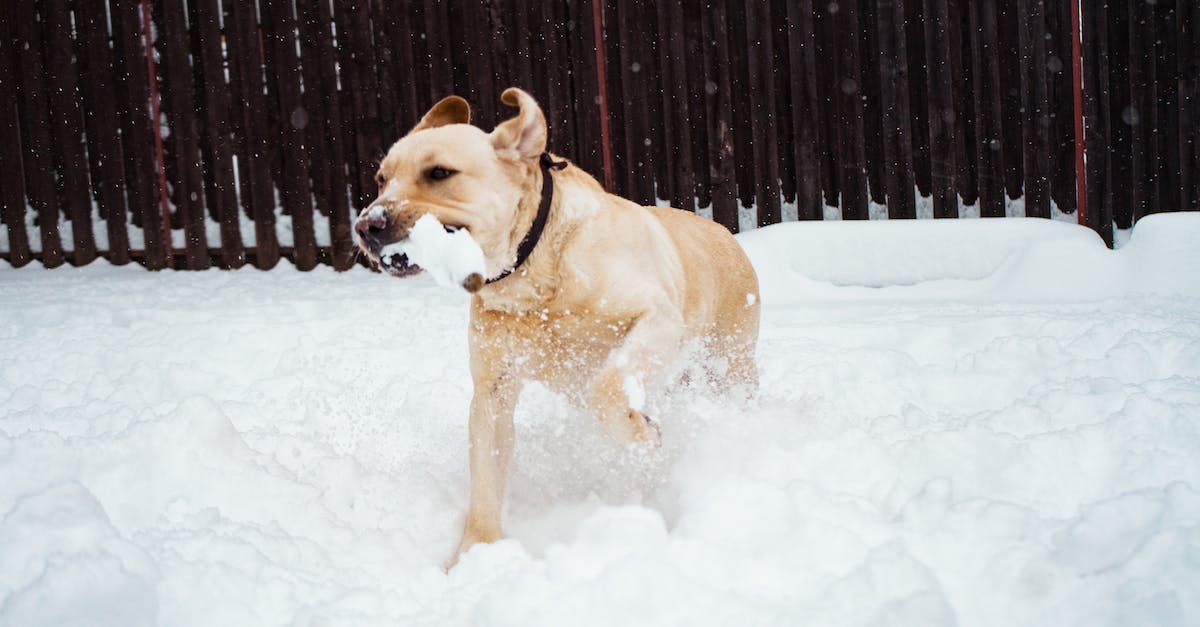Advanced warfare freezes when played - Photo of Dog On Snow Advanced warfare freezes when played - Photo of Dog On Snow