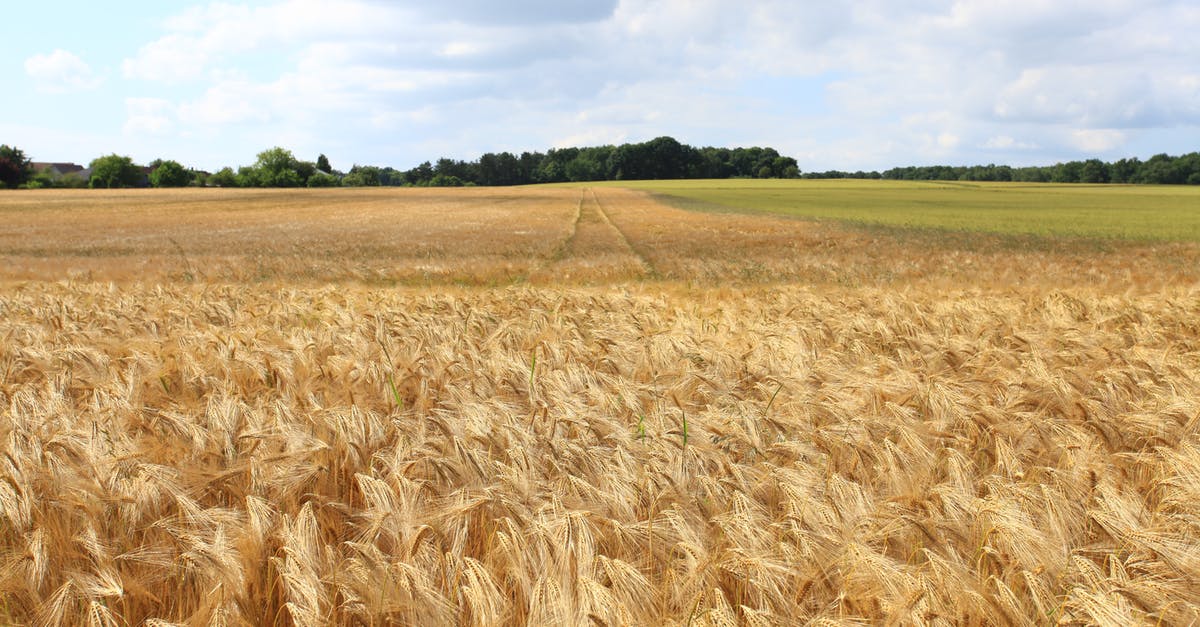 Agrarian skies - world seed - Rice Field Agrarian skies - world seed - Rice Field