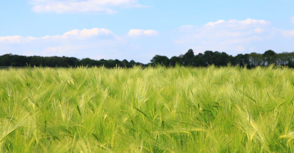 Agrarian skies - world seed - Green Grass Painting Agrarian skies - world seed - Green Grass Painting