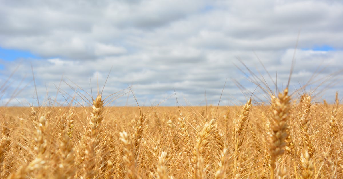Agrarian skies - world seed - Wheat Field Under Blue Cloudy Sky Agrarian skies - world seed - Wheat Field Under Blue Cloudy Sky