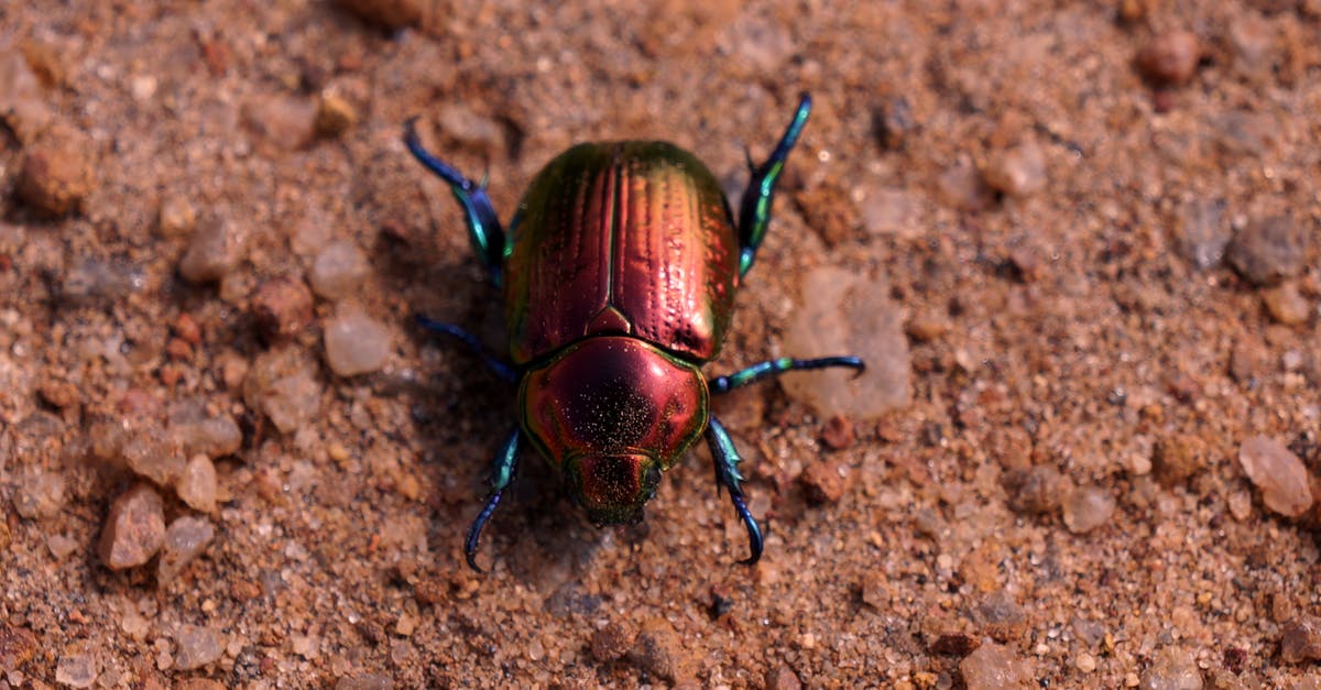 Alduin's Bane quest bug - Beetle on Brown Surface