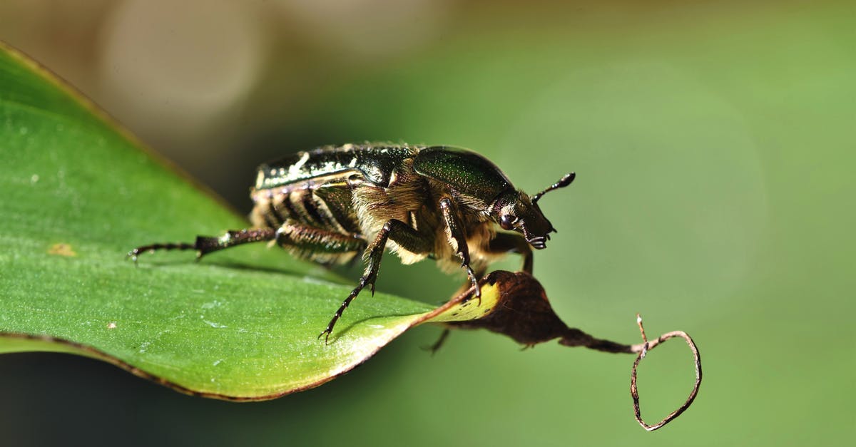 Alduin's Bane quest bug - Green and Black Beetle on Green Leaf in Close Up Photography