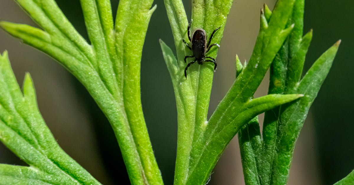 Alduin's Bane quest bug - Black Bug on Green Leaf