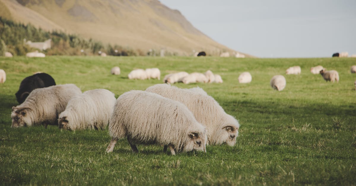 Allocating more RAM for minecraft (Other methods were already tried) - Flocks of Sheep Eating Grass
