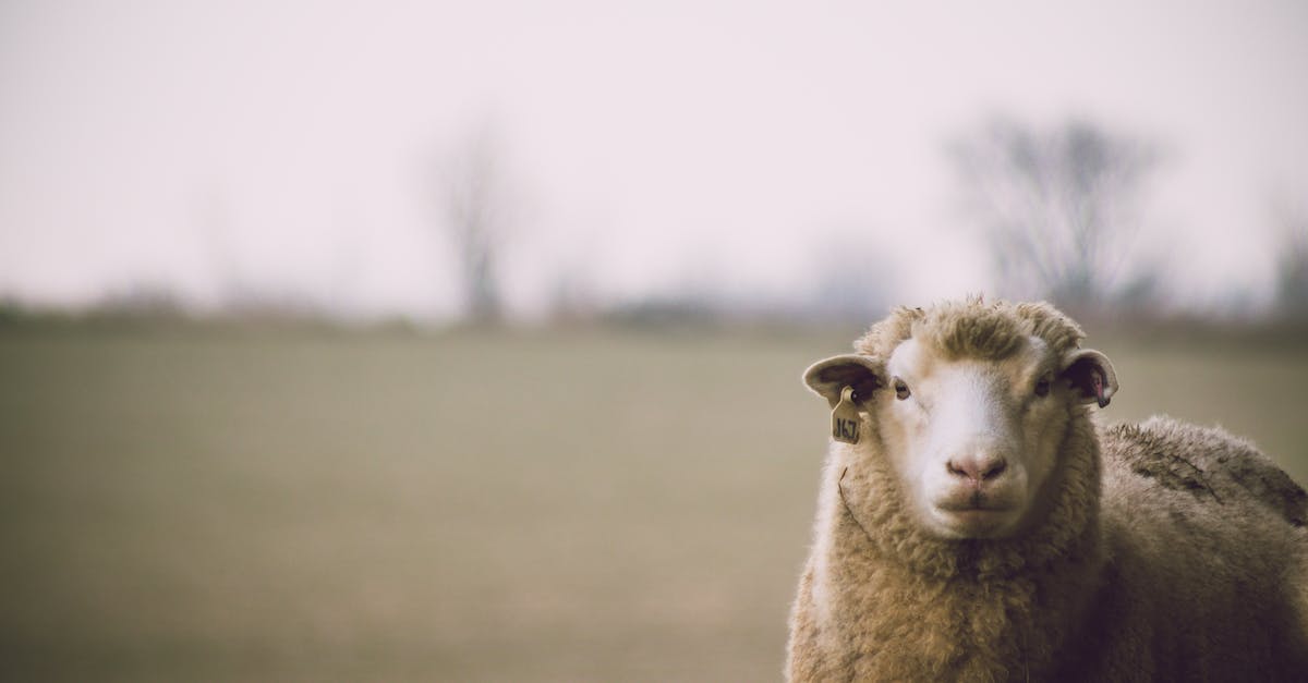 Allocating more RAM for minecraft (Other methods were already tried) - Shallow Focus Photography of Sheep