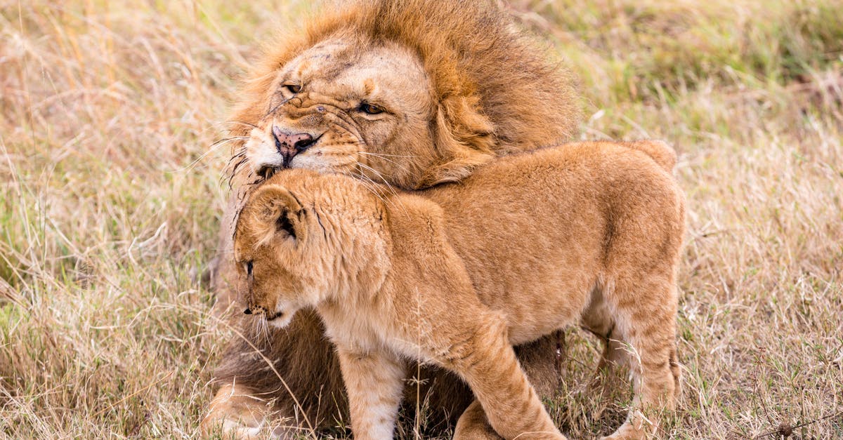 Always summoning brown coated baby villagers - Lion biting baby on grass in savannah