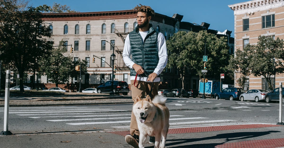 Animal crossing mortgage for your house? - African American male walking on pedestrian crossing with Akita Inu dog on leash on sunny street with residential buildings in city Animal crossing mortgage for your house? - African American male walking on pedestrian crossing with Akita Inu dog on leash on sunny street with residential buildings in city