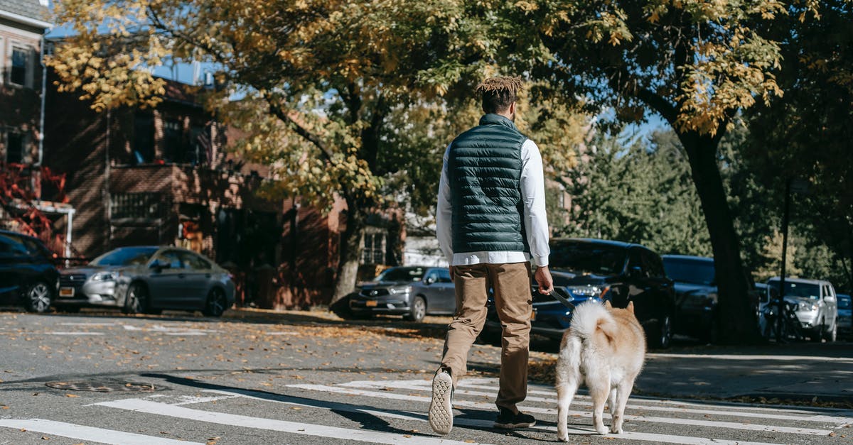 Animal Crossing New Leaf boat is gone - Back view of anonymous African American male promenading with obedient dog on pedestrian cross of asphalt road on street