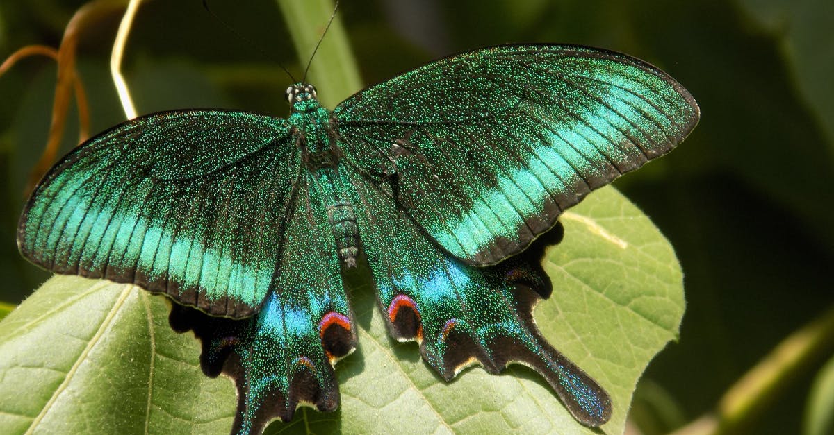 Animal Crossing New Leaf boat is gone - Green Butterfly on Green Leaf