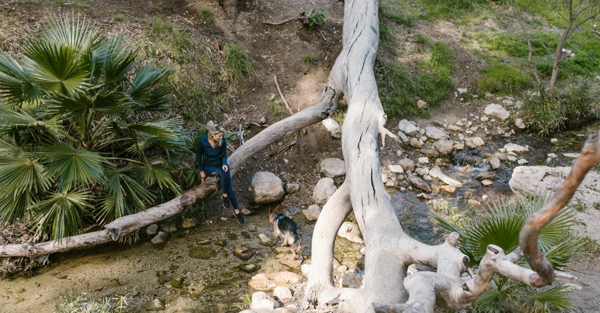 Animal Crossing New Leaf: Data transfering - A Woman Sitting on a Tree Trunk while Looking at Her Dog Crossing the Rocky River