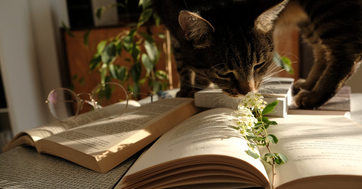 Animal Crossing New Leaf: Data transfering - Photo of Cat Standing on Top of a Book