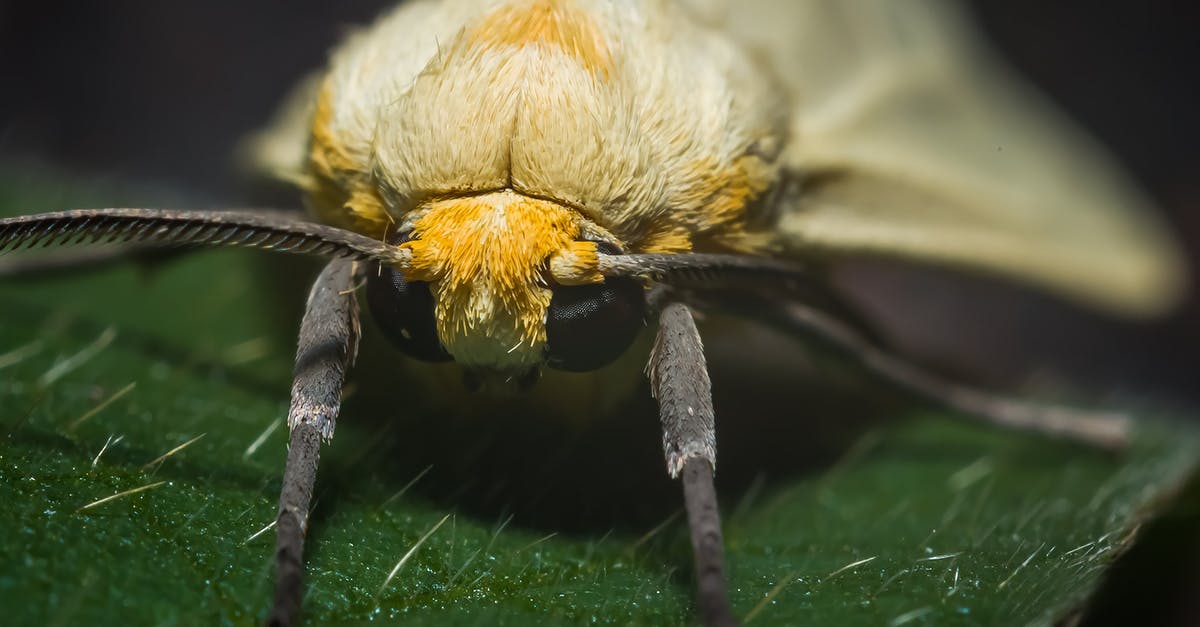 Animal Crossing new leaf dream suite - Black and Yellow Bee on Green Leaf Animal Crossing new leaf dream suite - Black and Yellow Bee on Green Leaf