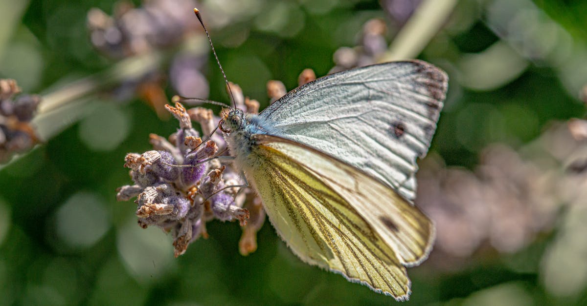 Animal Crossing new leaf dream suite - Free stock photo of 4k background, butterfly, close up view Animal Crossing new leaf dream suite - Free stock photo of 4k background, butterfly, close up view