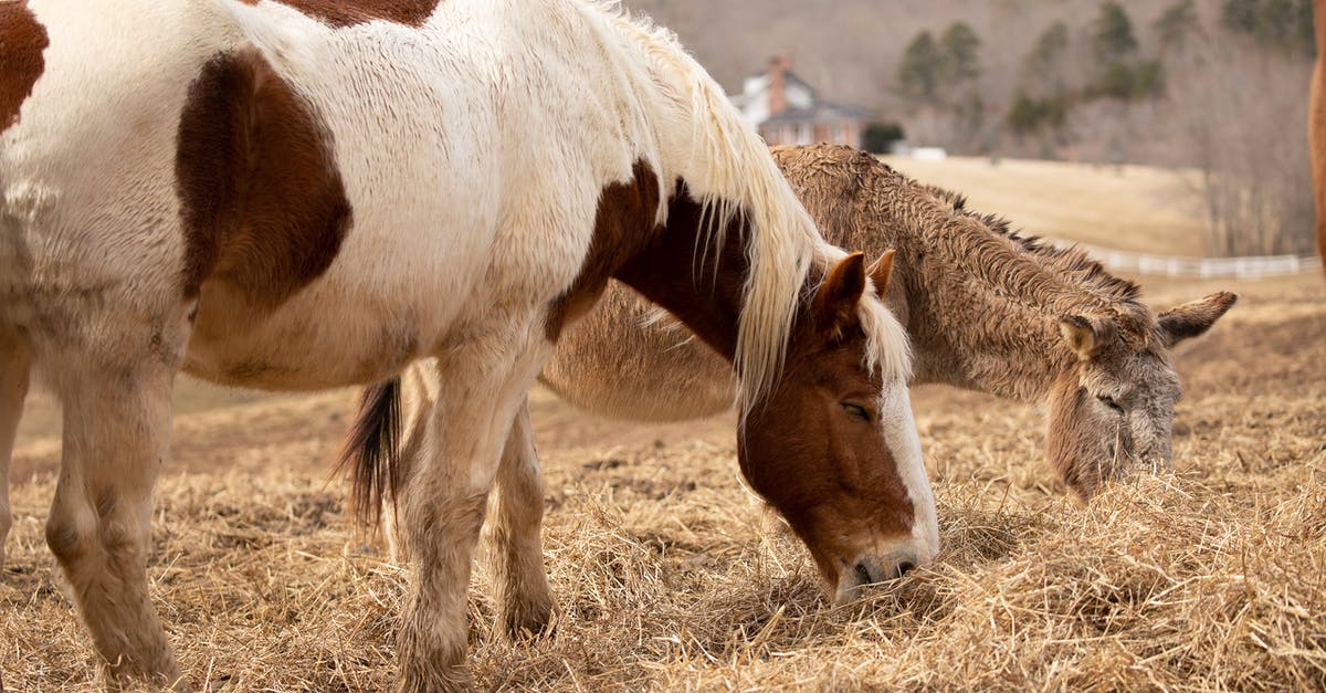 Animals not fully eating - Brown and White Horse on Brown Grass Field