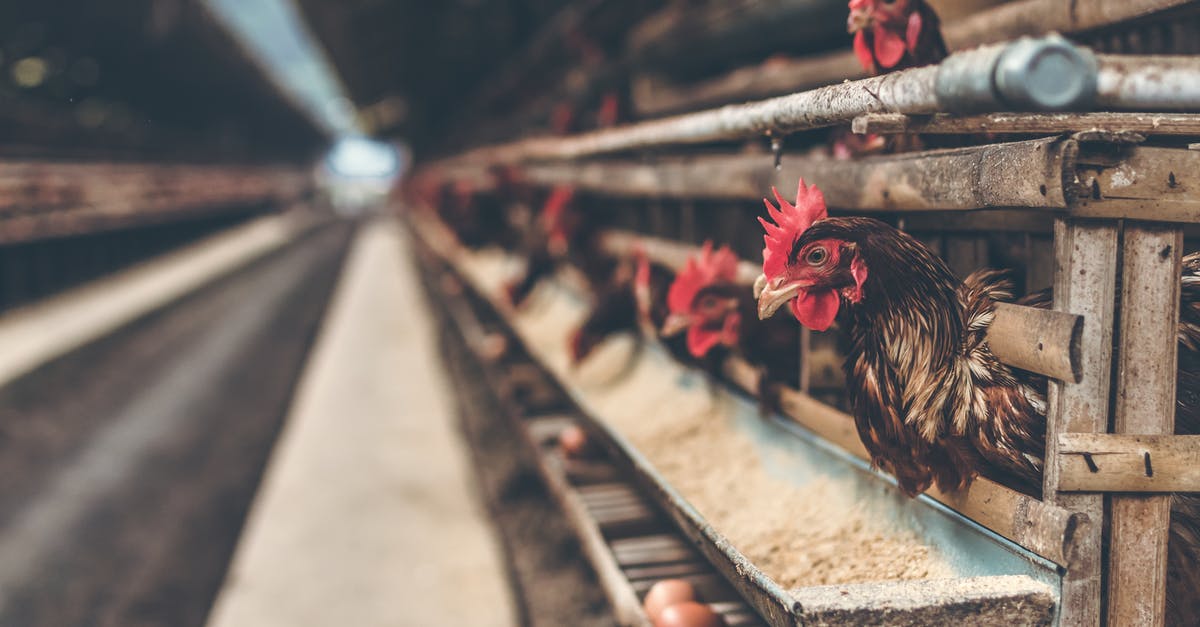 Animals not fully eating - Rooster in Brown Wooden Coop Animals not fully eating - Rooster in Brown Wooden Coop