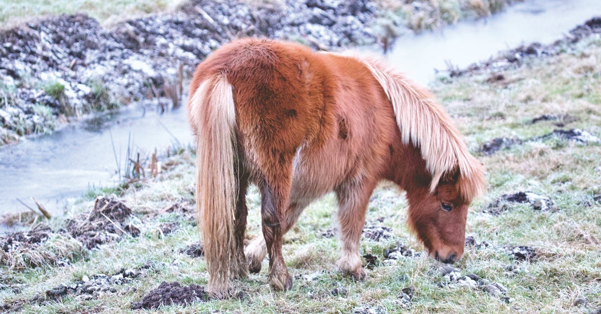 Animals not fully eating - Horse on Field Animals not fully eating - Horse on Field