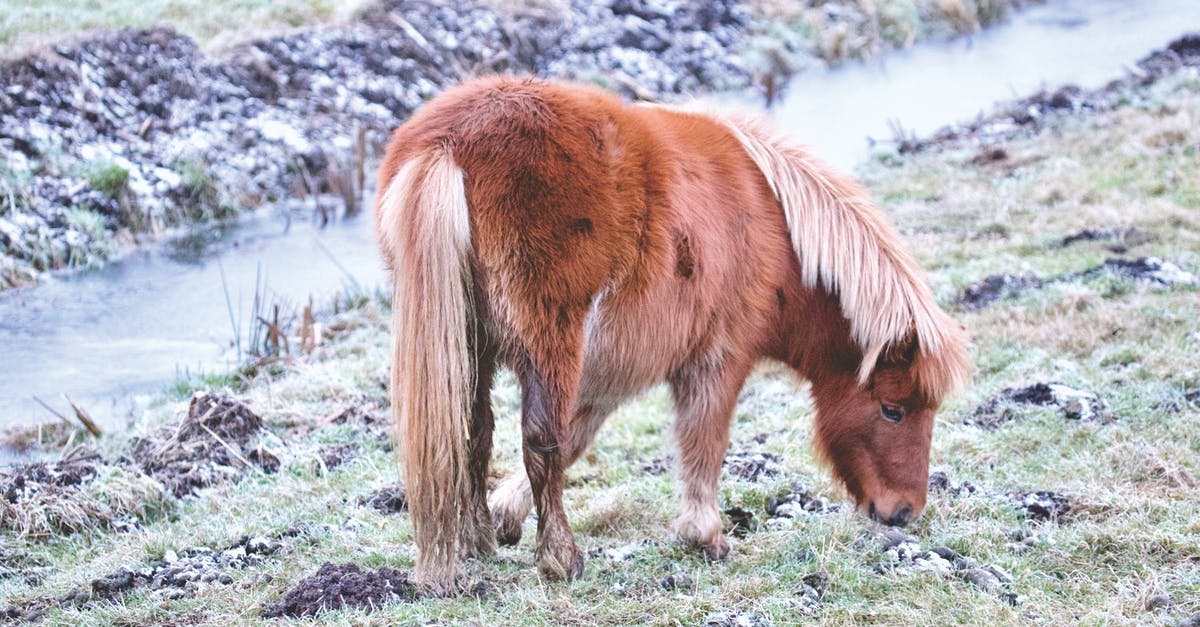 Animals not fully eating - Horse on Field