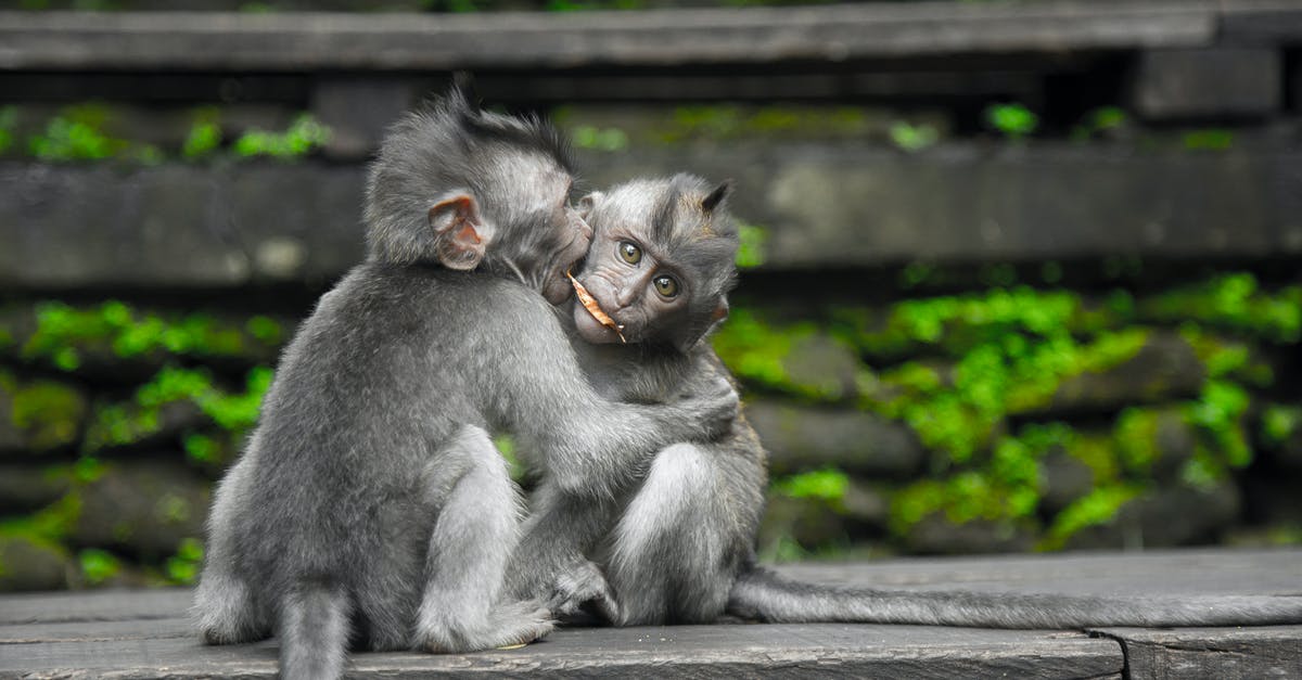 Animals not fully eating - Two Gray Monkey on Black Chair Animals not fully eating - Two Gray Monkey on Black Chair
