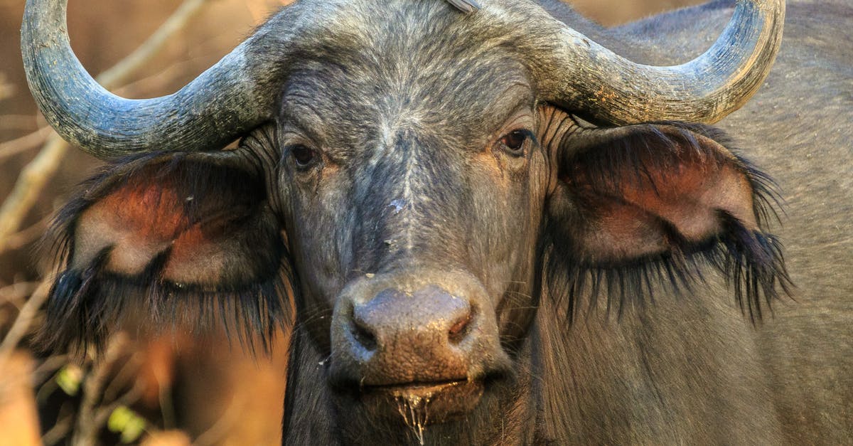 Animals stuck on my head - Close-Up Photography of Buffalo
