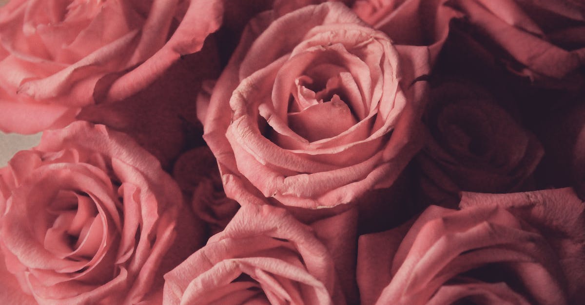 Anniversary XP bonus boost - Pink Roses