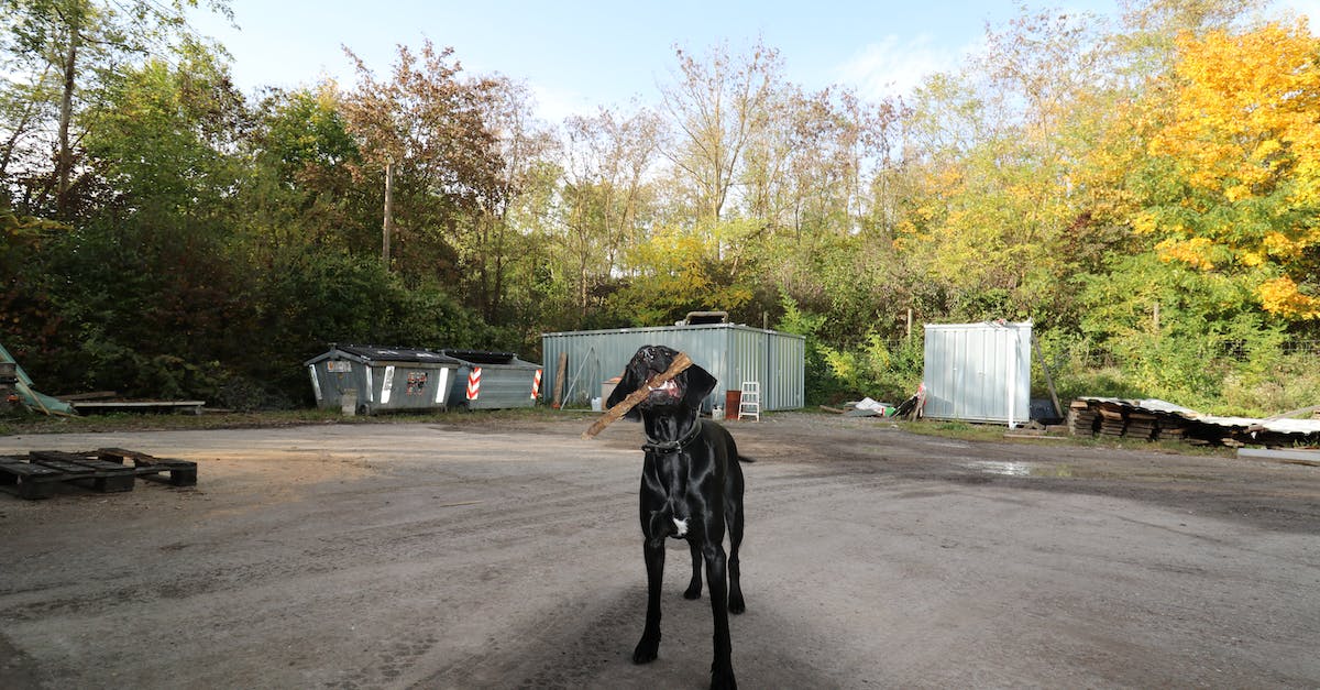 Any conflicts with DLC from a Dutch PSN account when playing a UK PS3 version of South Park: Stick of Truth? - Dog with Stick Playing Outdoors