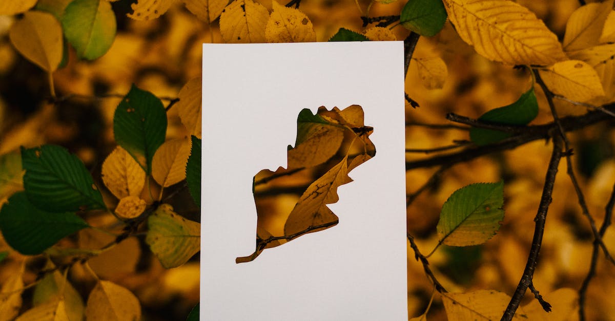 Any gold card perks? - Autumn foliage on tree with paper card