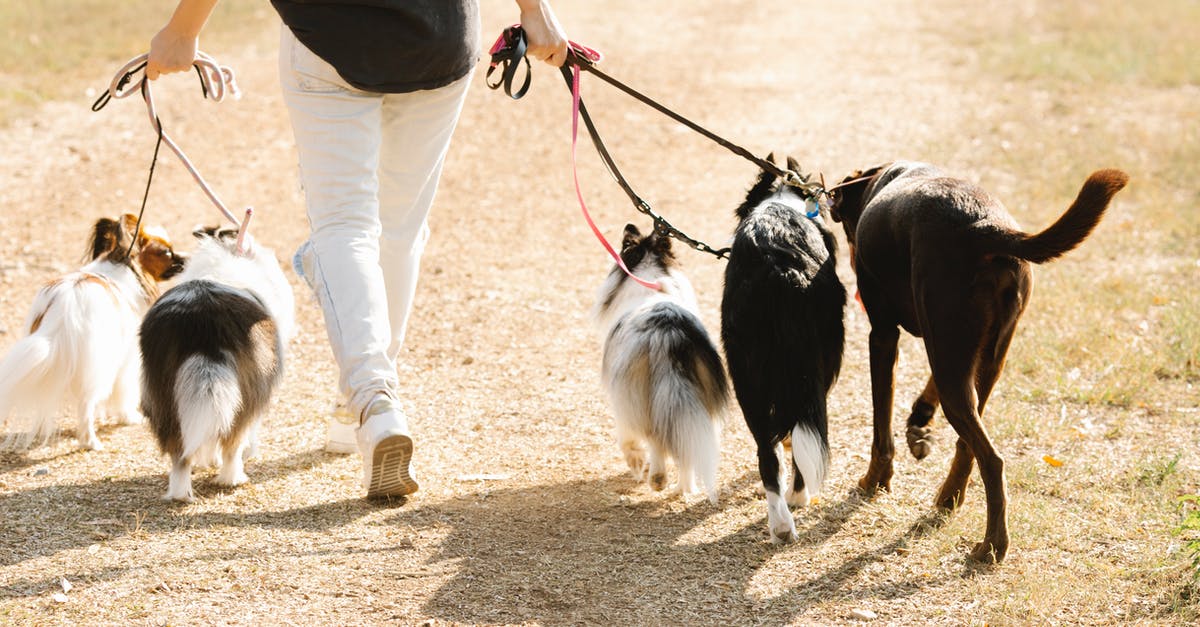 Any way to get the jester back? - Faceless woman walking with dogs on path Any way to get the jester back? - Faceless woman walking with dogs on path