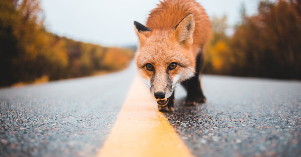 Any way to show wild animal health? - Ground level of curious dangerous wild red fox walking on wet road near woods