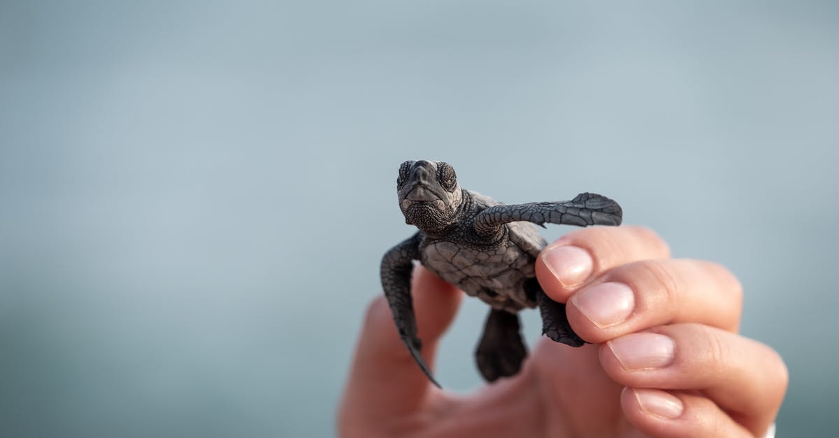 Any way to show wild animal health? - Person with funny wild turtle in hand Any way to show wild animal health? - Person with funny wild turtle in hand