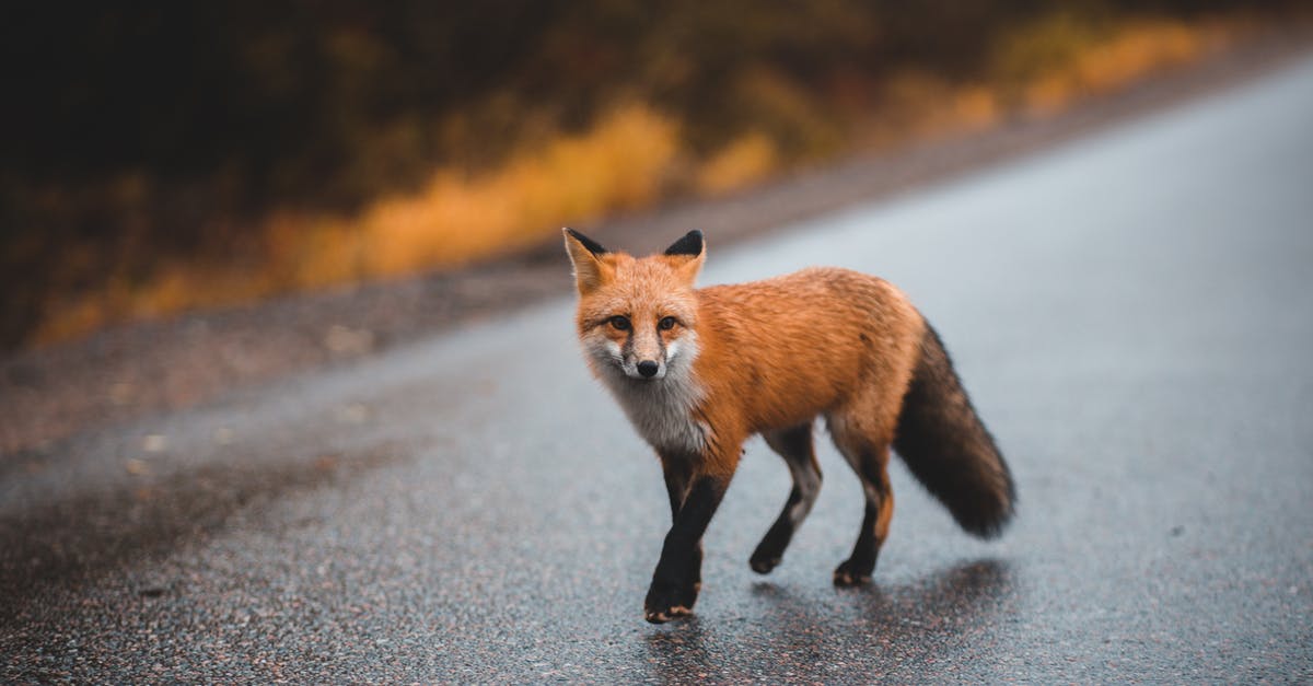 Any way to show wild animal health? - Fluffy fox walking on asphalt road Any way to show wild animal health? - Fluffy fox walking on asphalt road