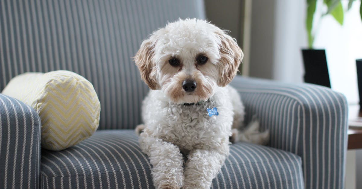 Anywhere to sit inside the Earth Temple? - White Shih Tzu Puppy on Fabric Sofa Chair
